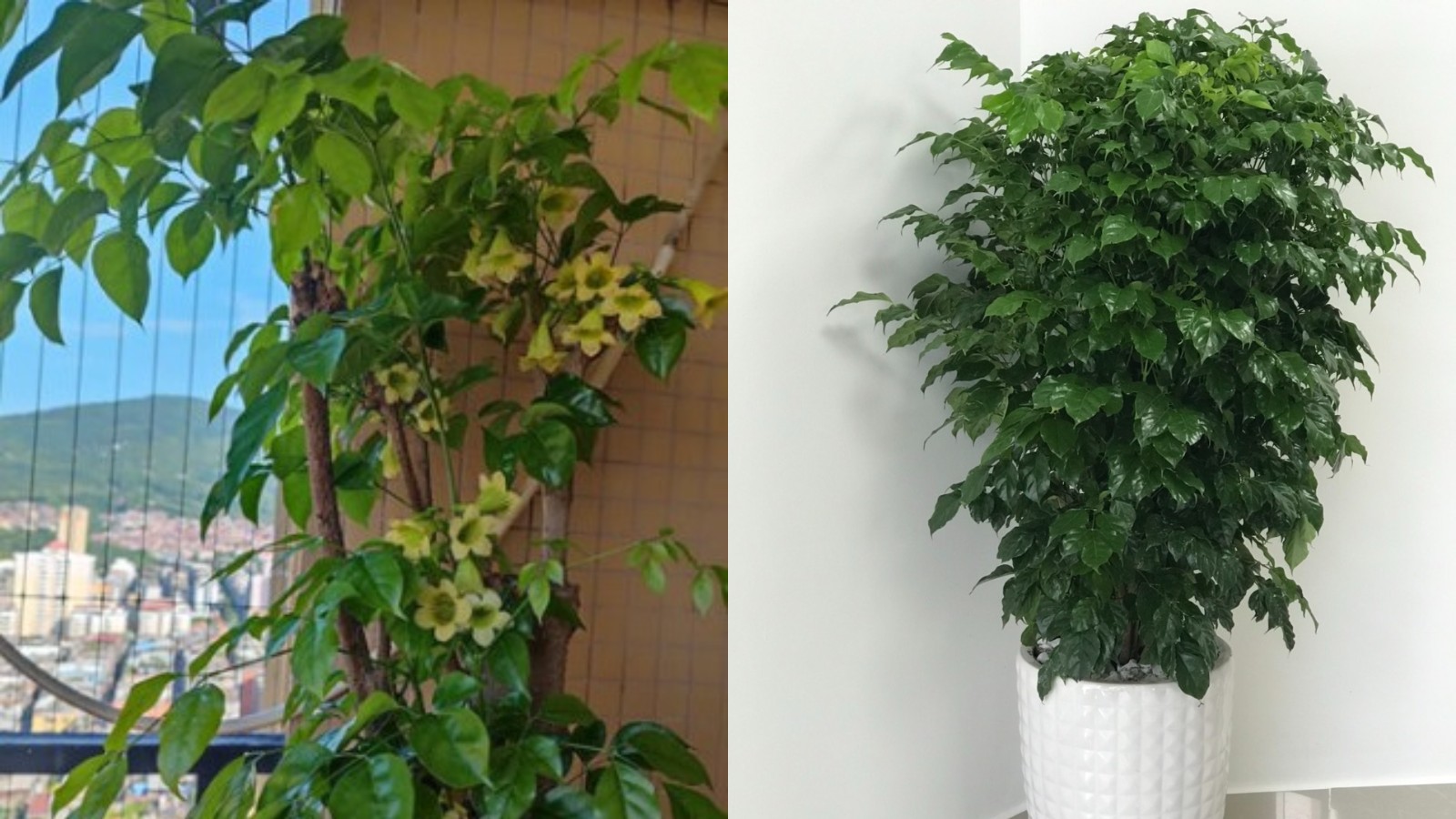 Cây Hạnh Phúc: Vị trí đặt chuẩn phong thủy và cách khắc phục vàng lá