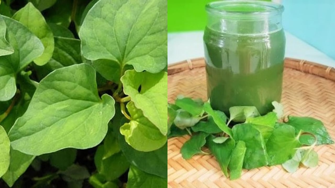 Rau dip c: B quyt chng nng, tng sinh collagen t nhin ca ngi  Vit v t ai bit