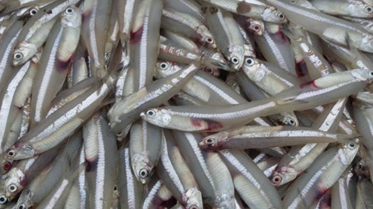 7 loại cá bổ dưỡng như nhân sâm, tổ yến: Giá rẻ, đi chợ cần mua ngay không  lo tăng trọng