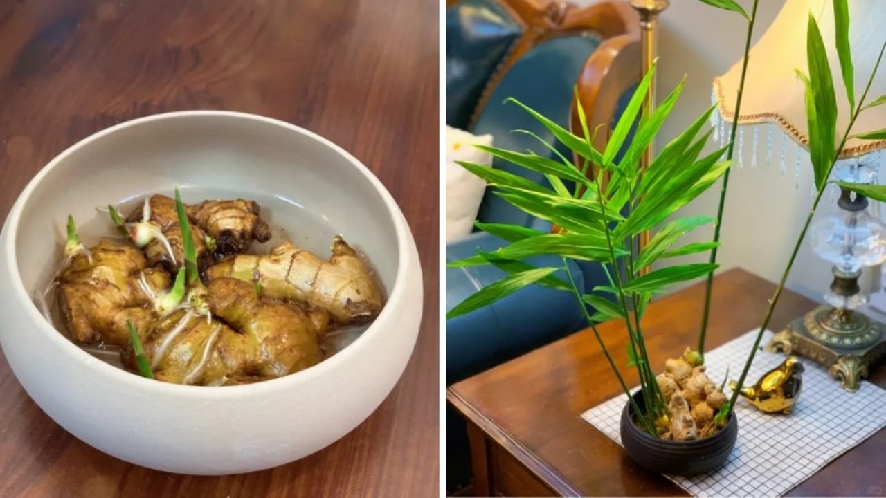 Củ gừng mọc mầm đem trồng vào chậu nhỏ xinh phát triển lên thành chậu cảnh vô cùng đẹp mắt.