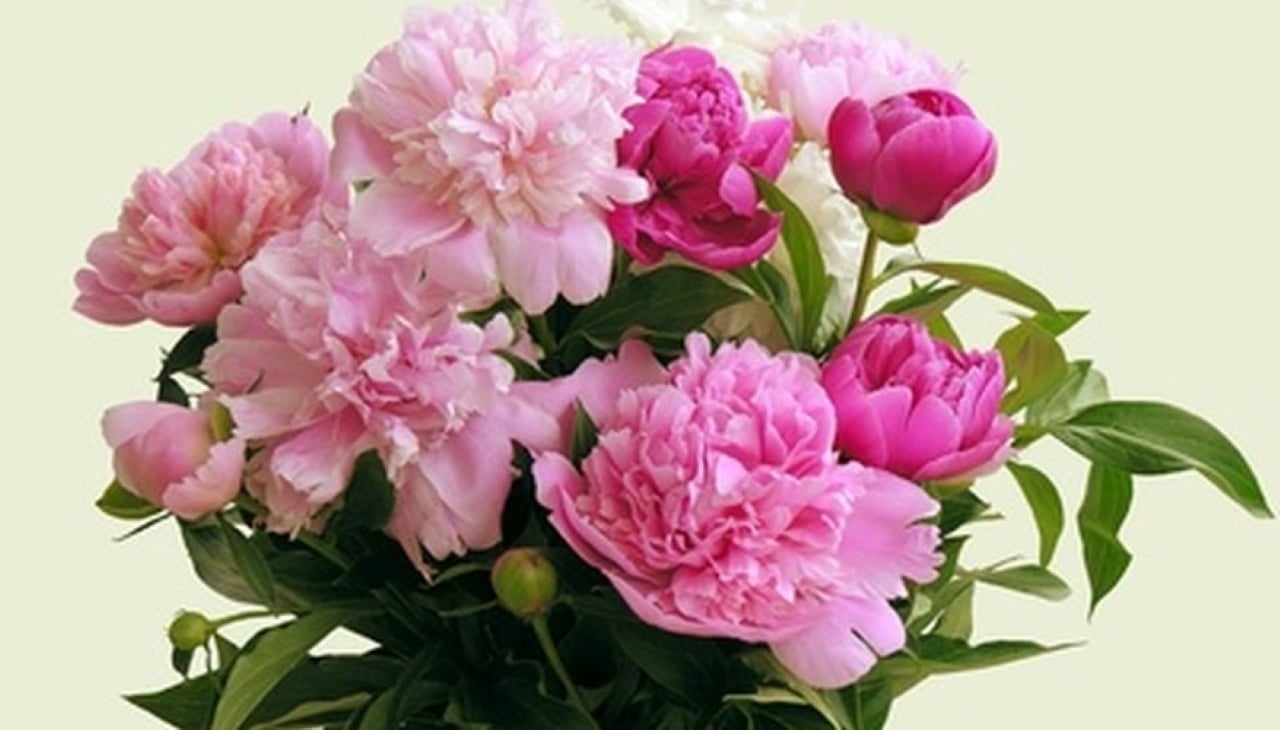Hoa mẫu đơn được đặt ở góc nhà theo phong thủy này từ xa xưa đã được trời phú cho đặc tính “phú quý, cát tường, thịnh vượng và hạnh phúc”.
