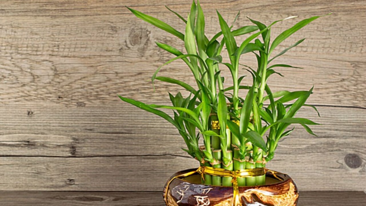 Đặt cây trên bàn làm việc thì công việc làm ăn suôn sẻ, gặp nhiều điều may mắn, cơ hội và dễ dàng thăng tiến.