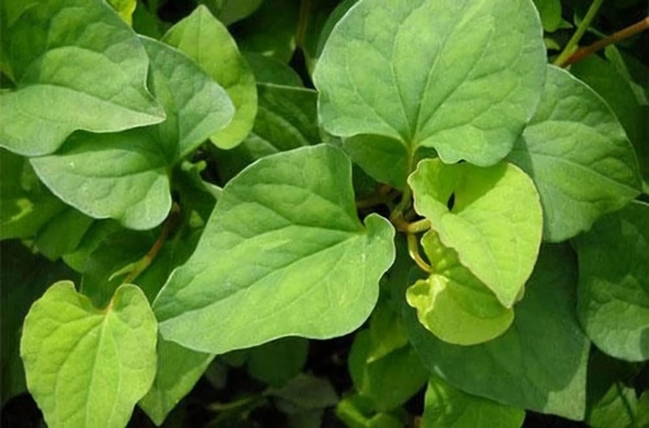 Rau diếp cá