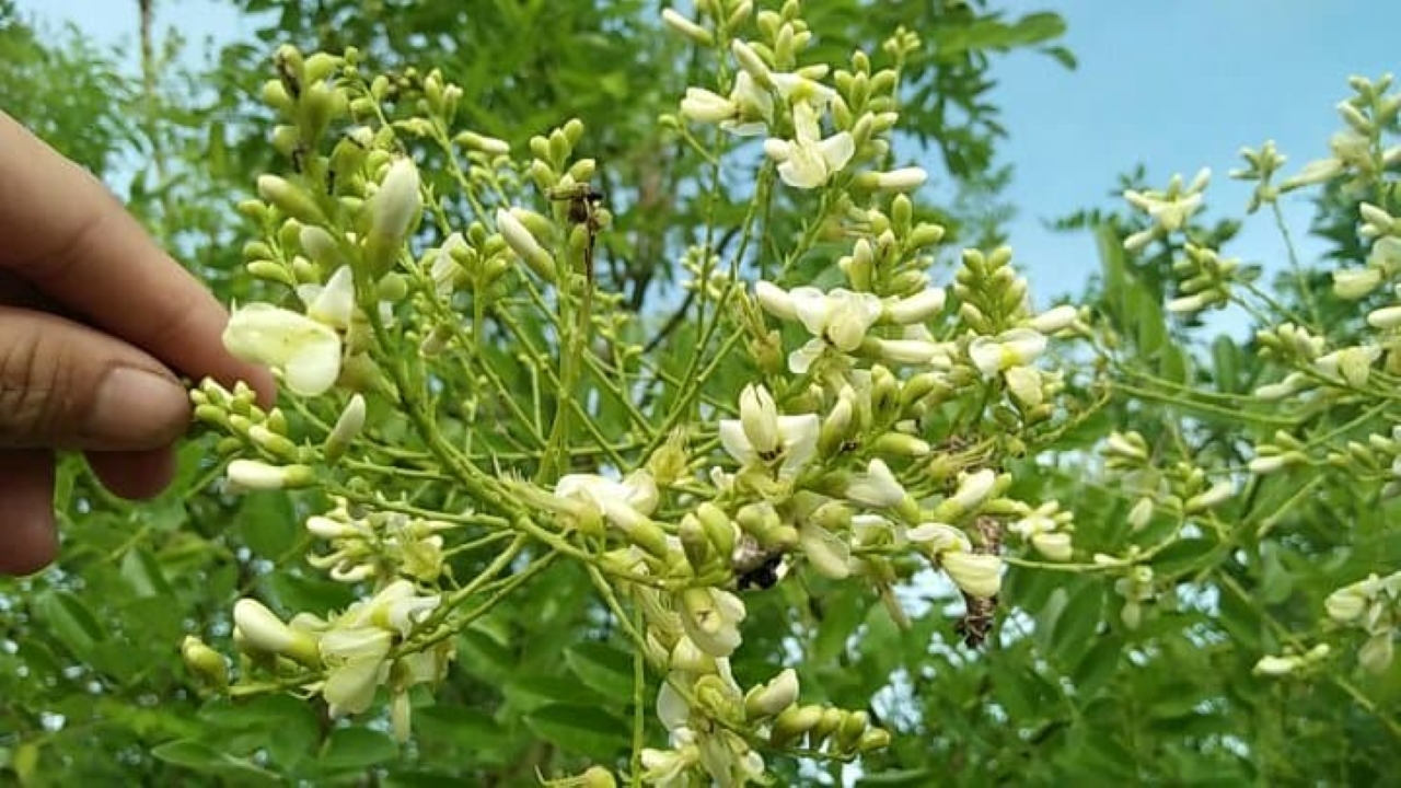 Cây hoa hòe
