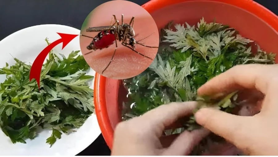 Vò nắm lá này đặt trong phòng là muỗi tự giác kéo nhau đi hết, cả nhà yên  tâm ngủ