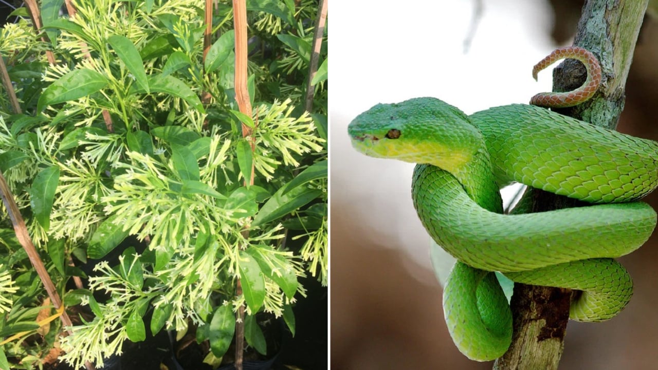4 loại c&acirc;y quen thuộc thu h&uacute;t rắn, tr&aacute;nh trồng quanh nh&agrave;