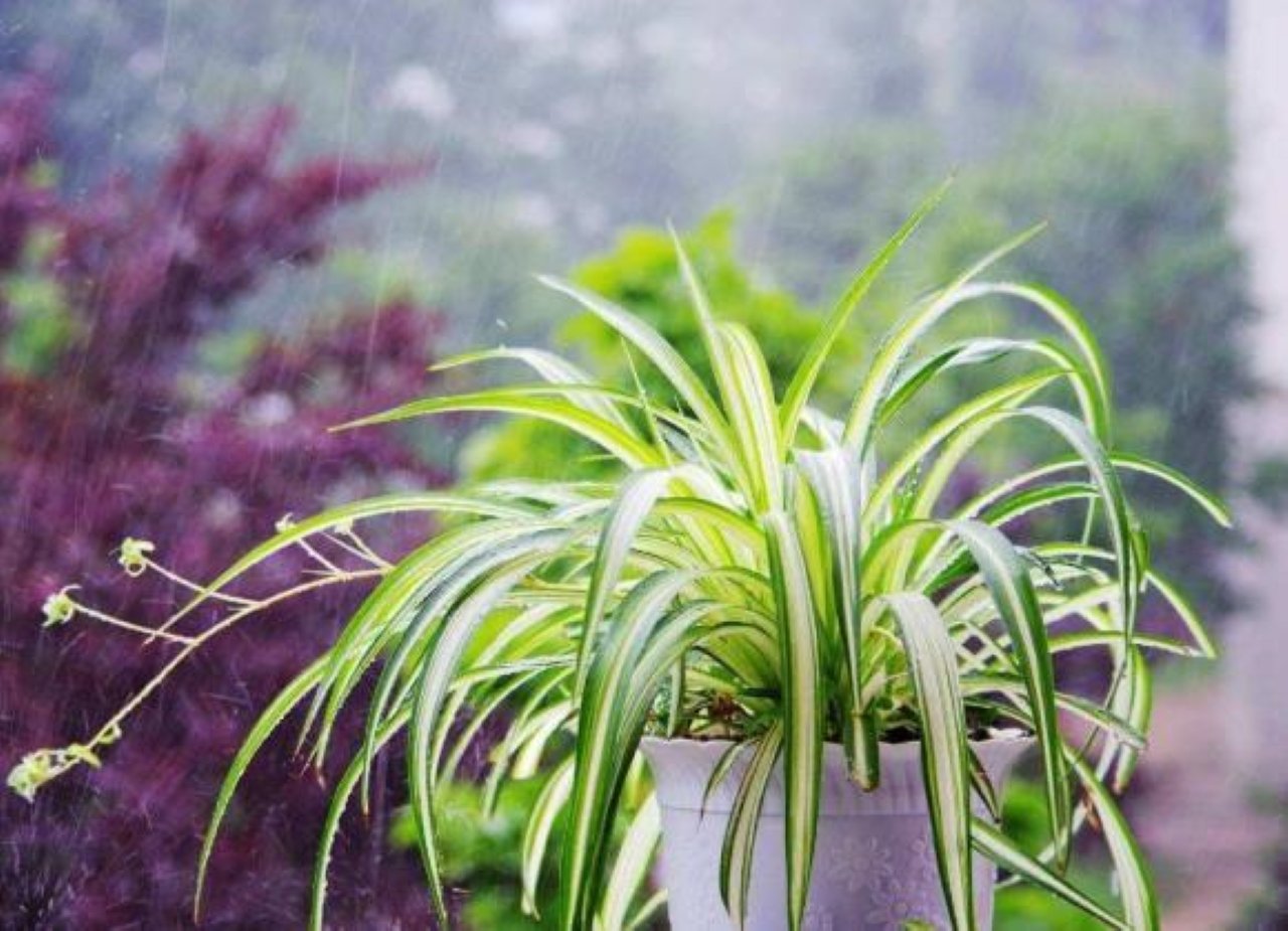 Cỏ lan chi
