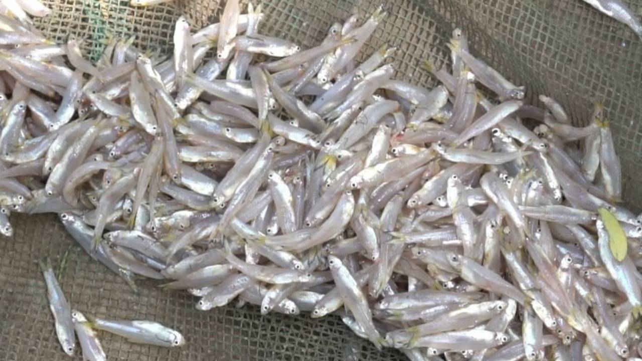 6 loại cá tự nhiên giá rẻ bổ dưỡng như nhân sâm, tổ yến: Gặp là mua ngay  kẻo hết