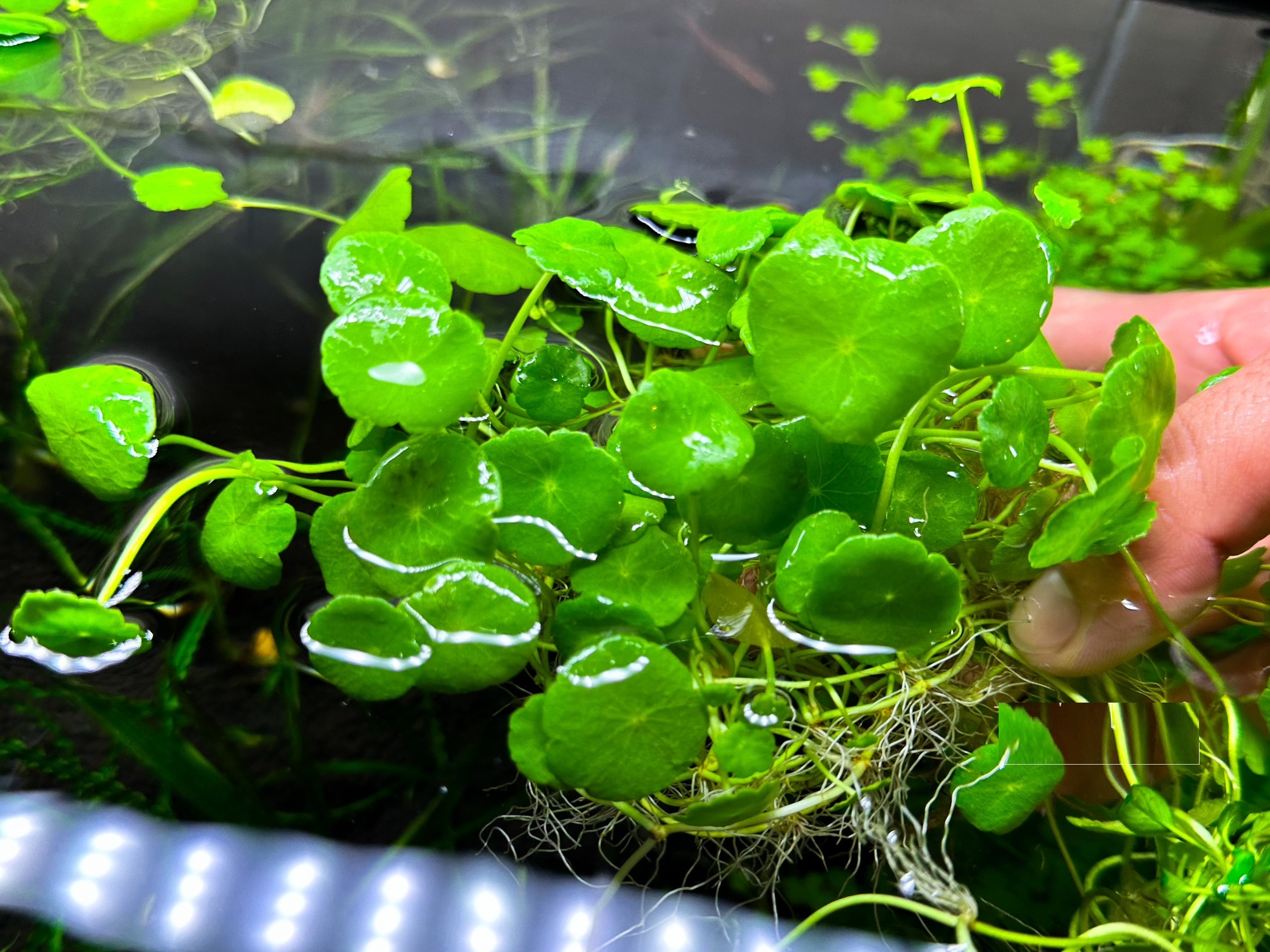Loại rau mọc đầy bờ ruộng, hái về ăn mát gan thải độc, nhiều người nhổ ...