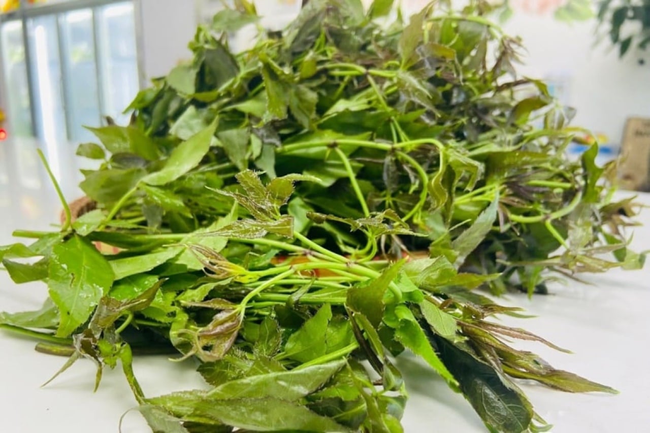 Rau ngũ bì hương, loài rau được ví như nhân sâm rừng bổ dưỡng, khử ...
