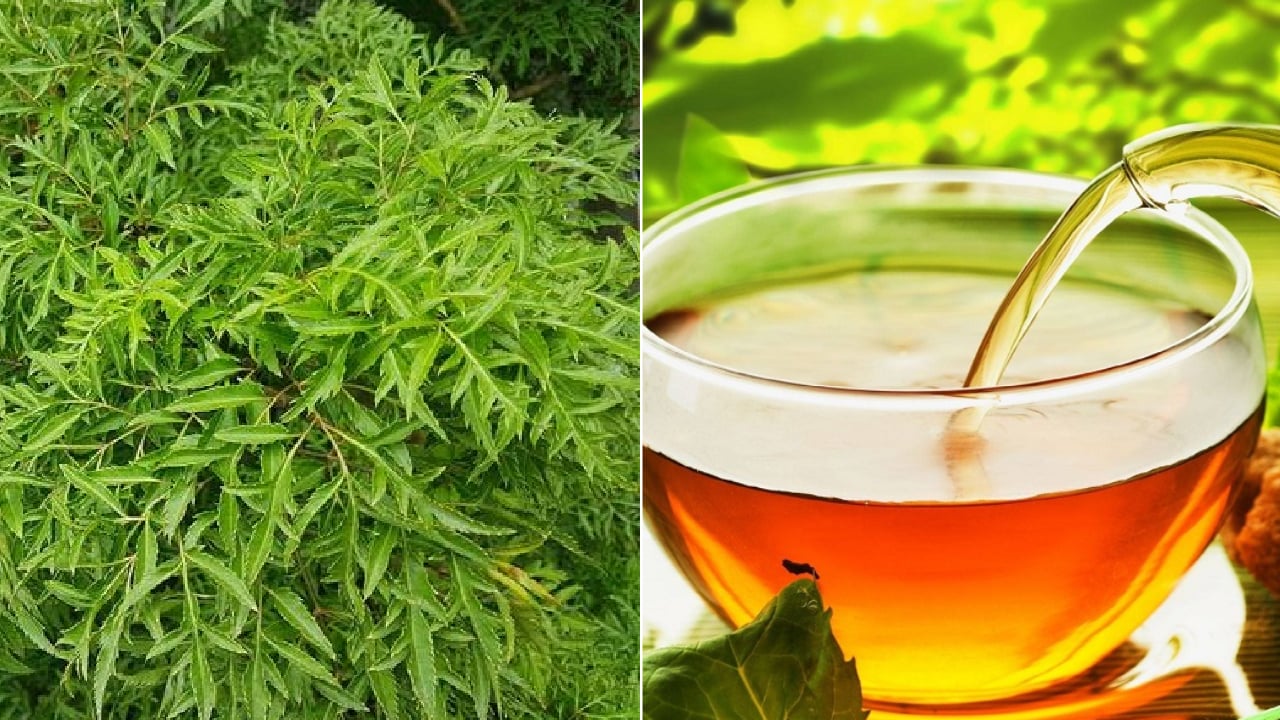 Nước lá đinh lăng mang lại nhiều lợi ích cho sức khỏe.