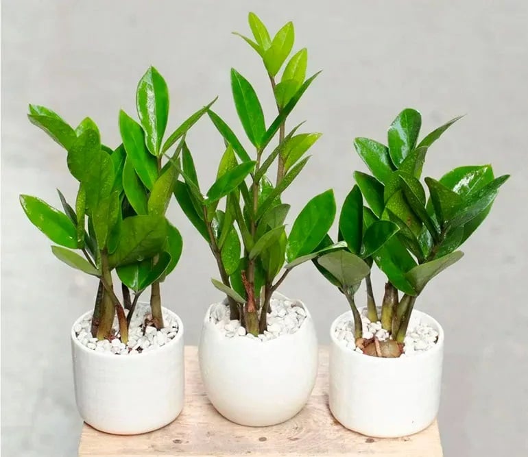 Cây Kim tiền mang đến cho gia chủ nhiều điều may mắn về tài lộc
