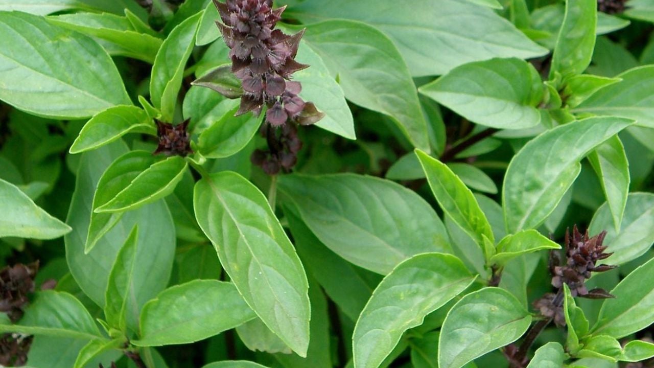 Vì sao nên trồng chậu cây Húng Quế trong nhà? Nhiều công dụng từ sức khỏe  tới phong thủy