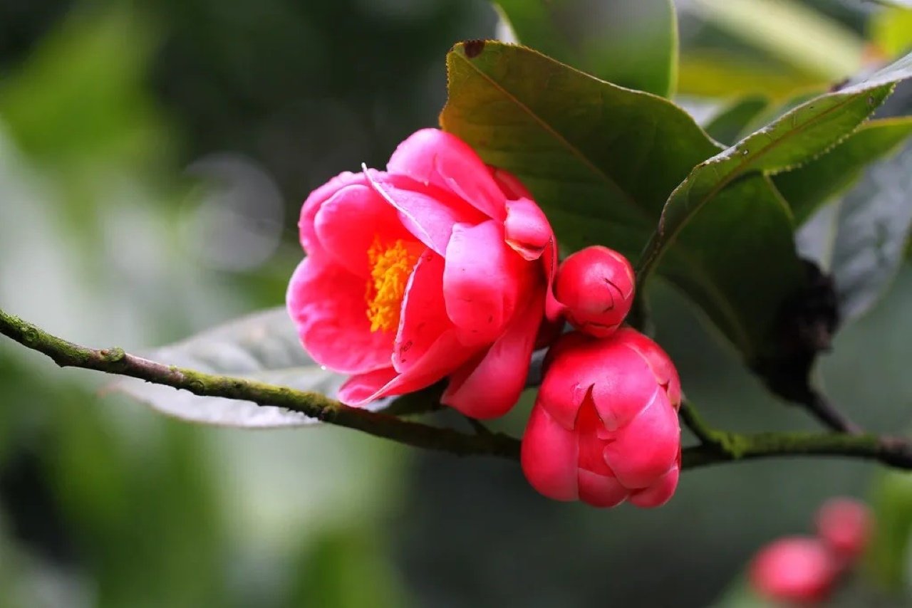 Hoa hải đường
