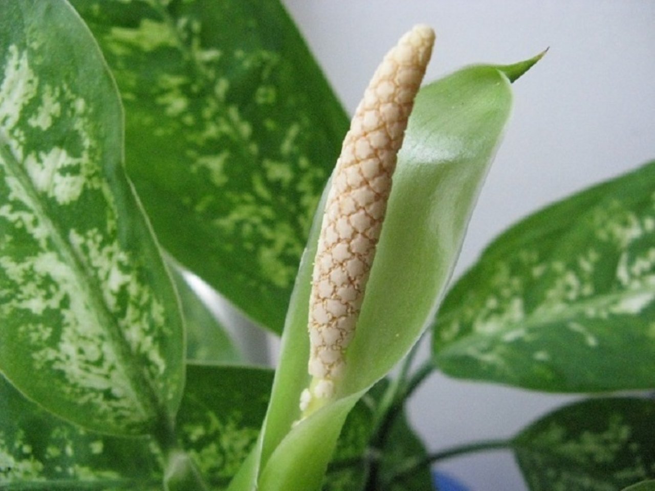 Cây vạn niên thanh nở hoa