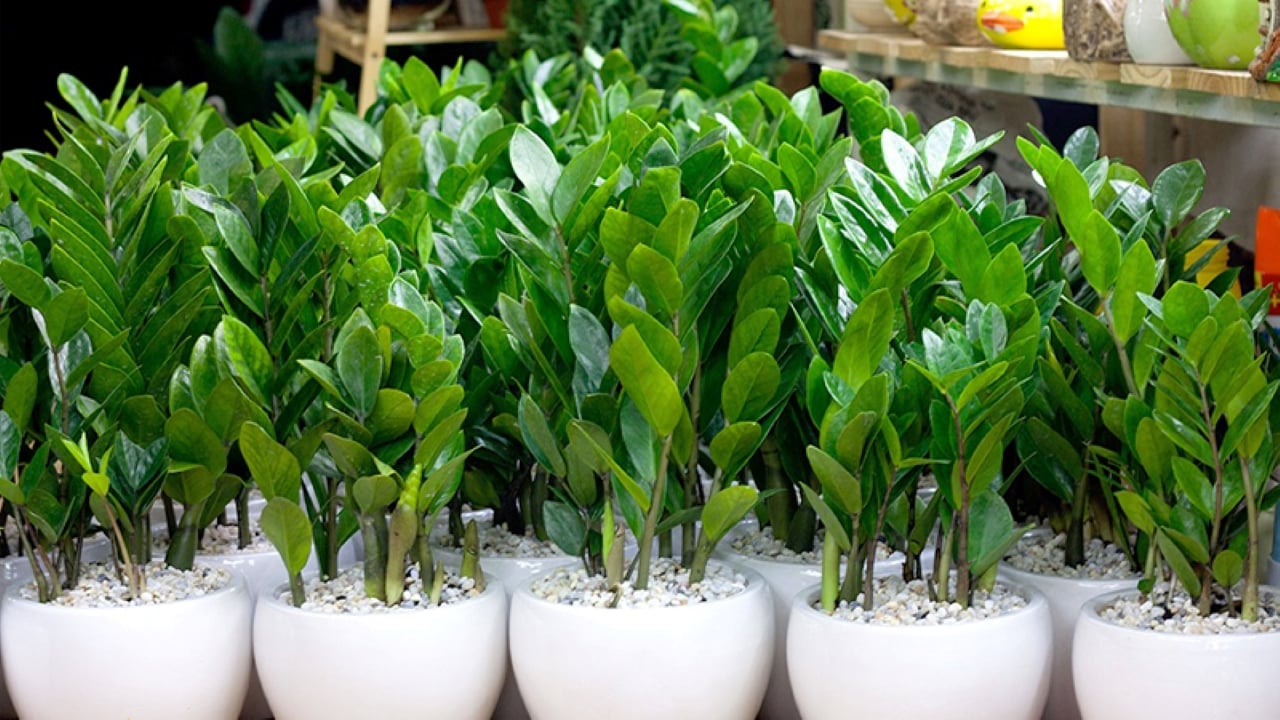 Các vị trí khá thích hợp để đặt cây là trên ban công, khung cửa sổ.