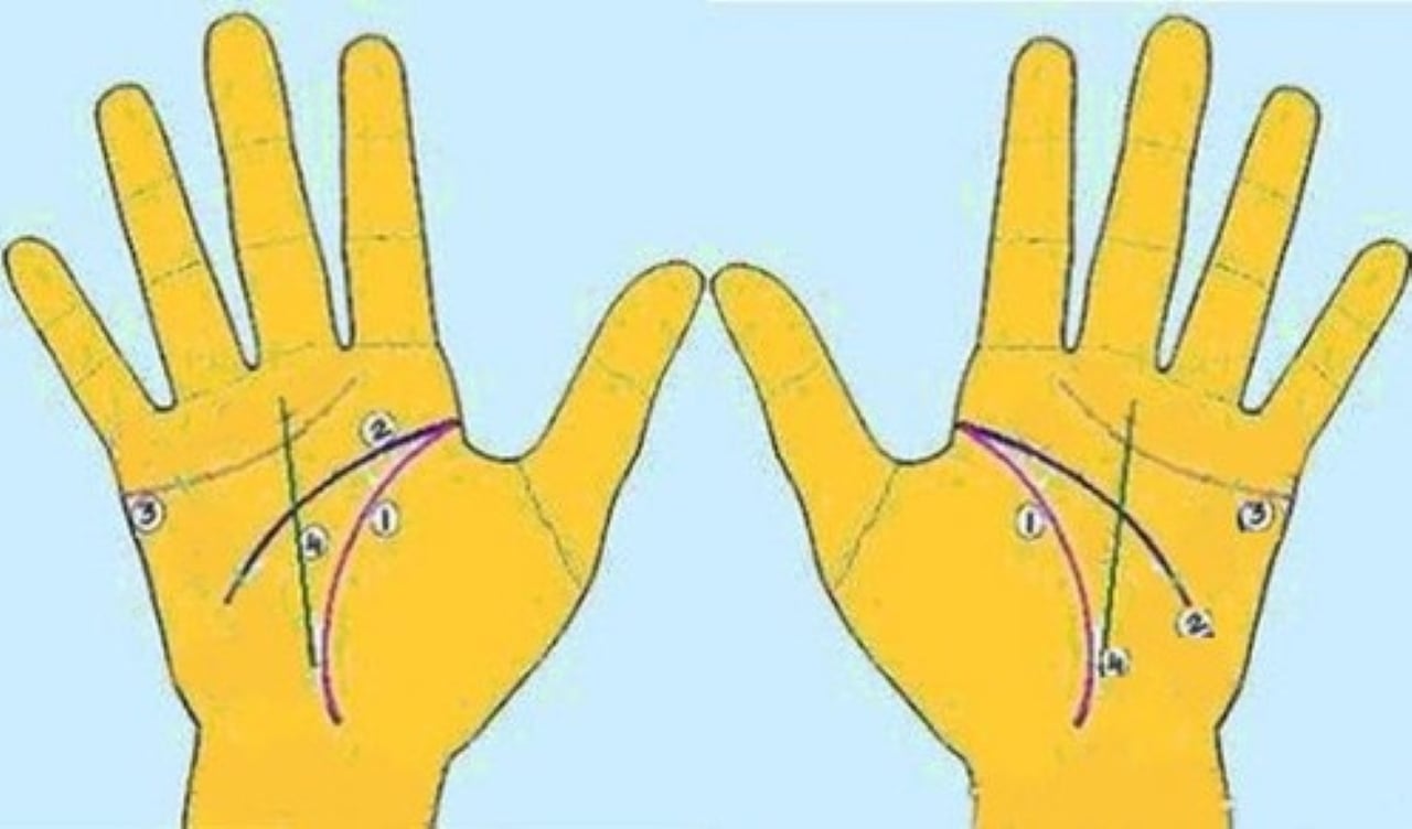4 đường chỉ tay chính: 1. Đường sinh đạo; 2. Đường trí đạo; 3. Đường tâm đạo; 4. Đường định mệnh