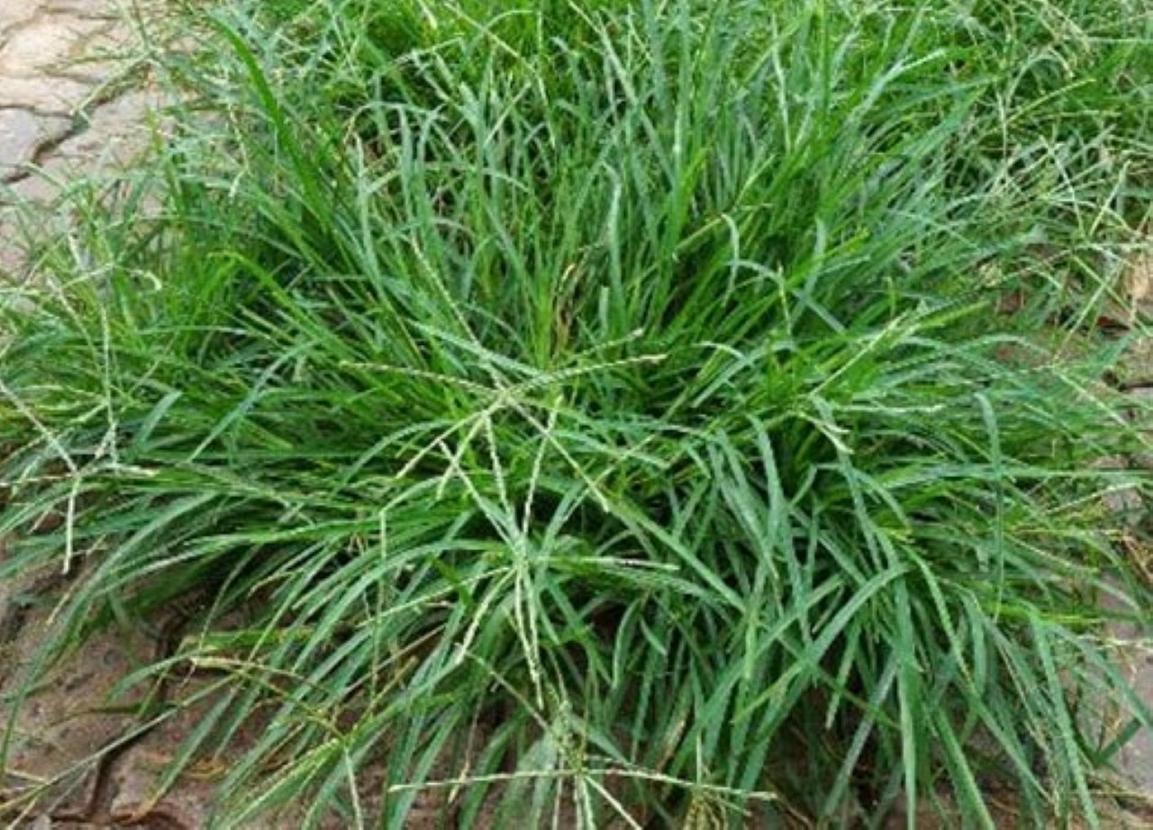 Cỏ mần trầu