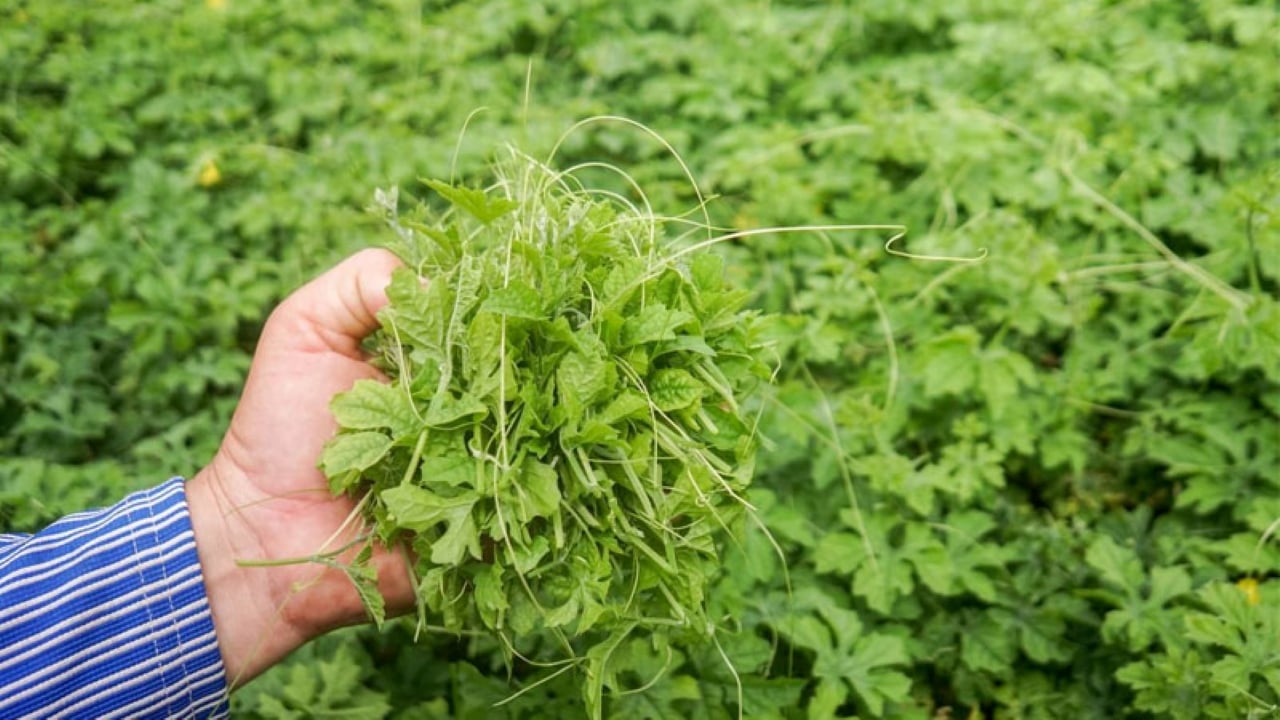 Uống nước lá mướp đắng giúp thanh nhiệt, giải độc, làm sáng mắt