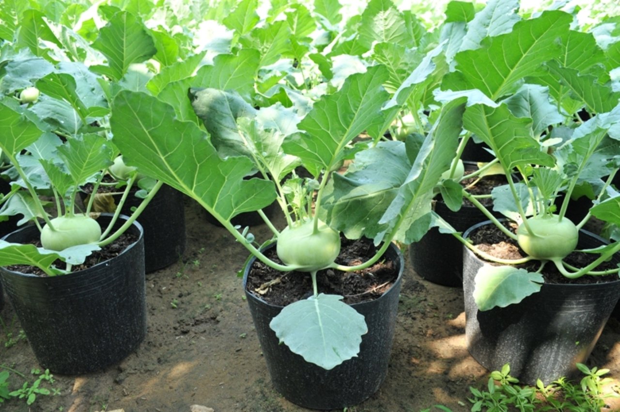   Thời gian thu hoạch su hào là sau khoảng 3 tháng.