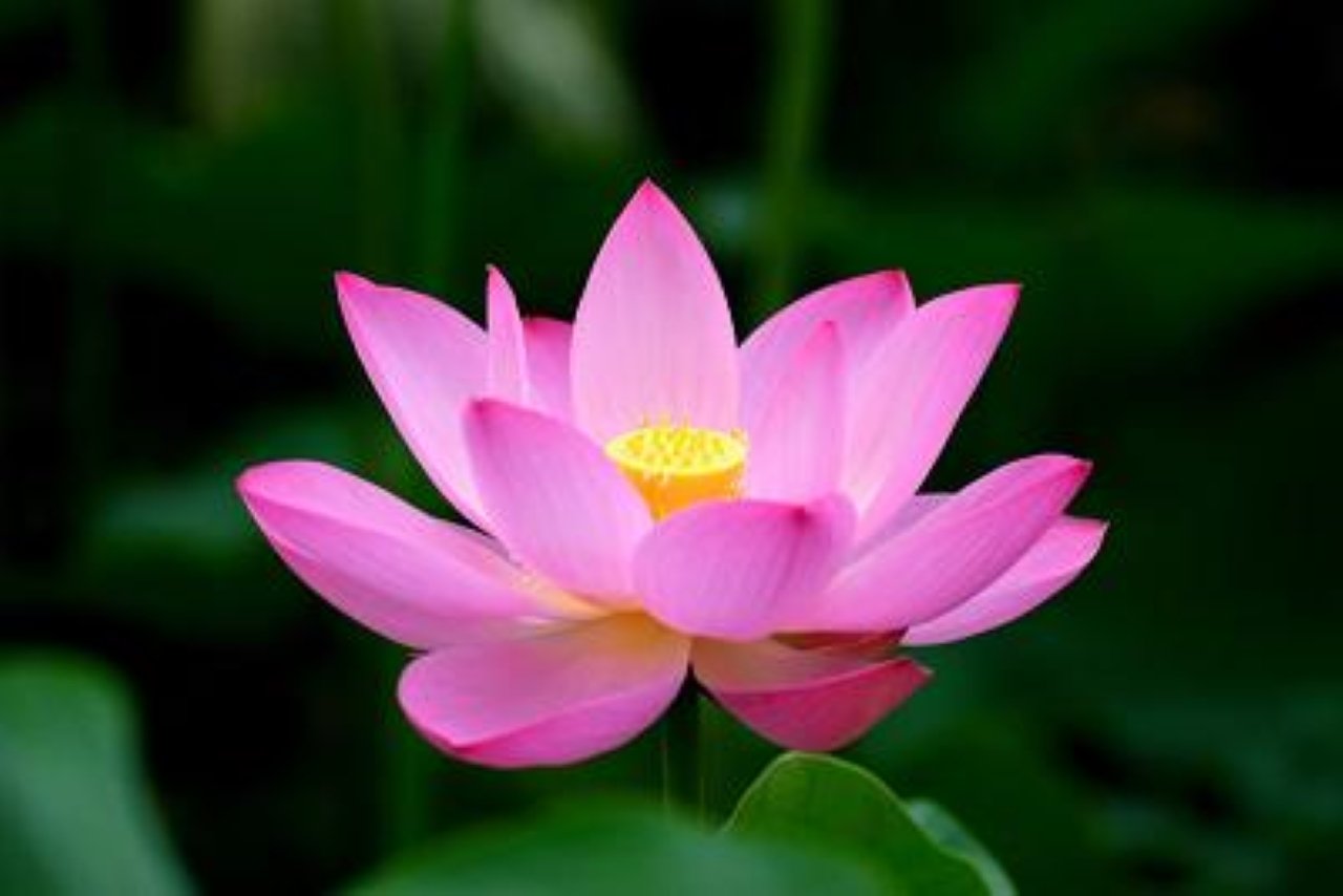 Người sinh ngày 2 âm lịch thường rất kiên trì, nhẫn nại và chăm chỉ. (Ảnh minh họa)
