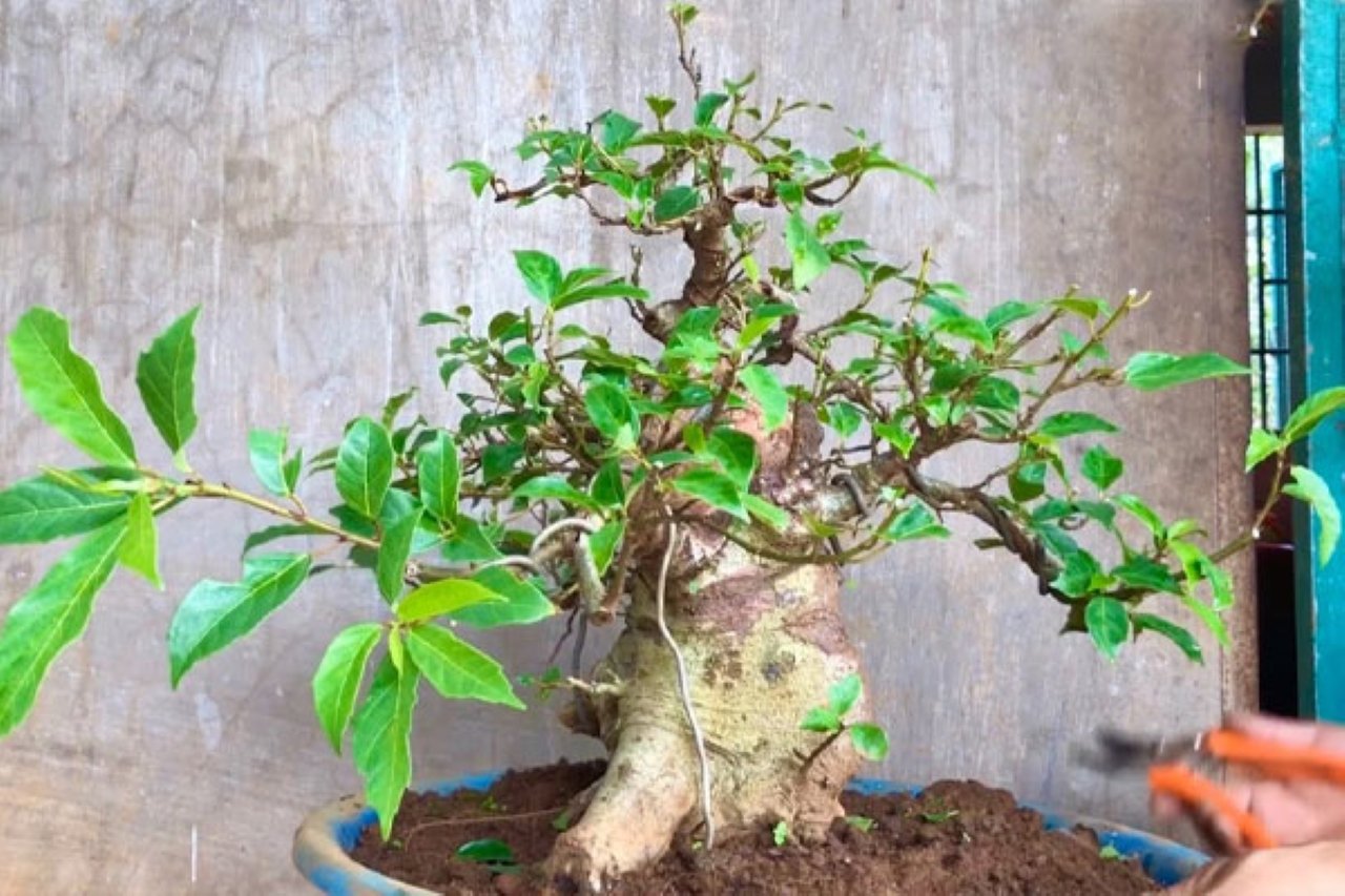 Trồng cây sung cảnh mini  tạo cảm giác bình yên, đủ đầy, sung túc cho gia đình.