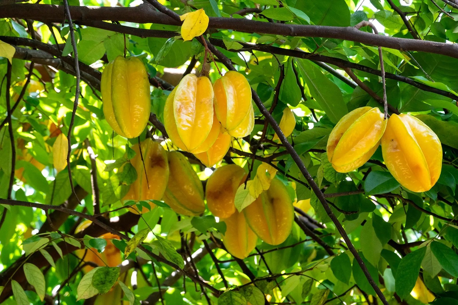 Cây khế không chỉ đẹp mắt mà còn tượng trưng cho sự đủ đầy, sung túc.