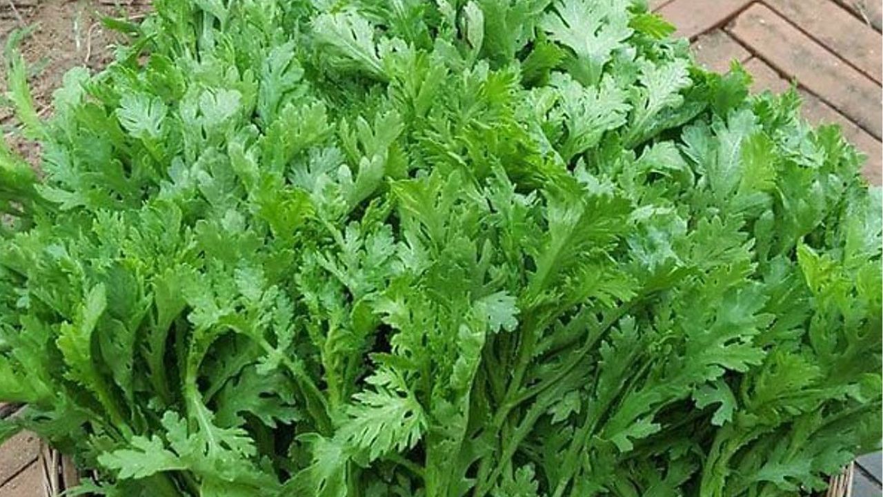 Rau cải cúc (tần ô) không chỉ ngon còn nhiều lợi ích cho Gan