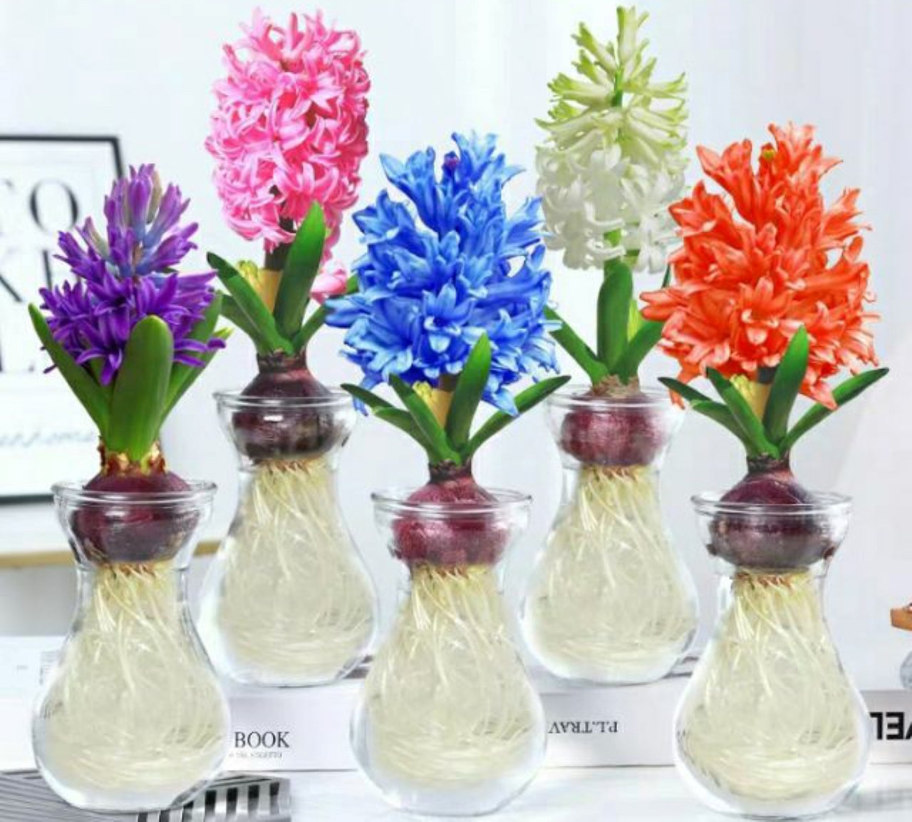 Cây tiên ông với màu sắc bắt mắt mang lại sức sống cho không gian sống của mình.
