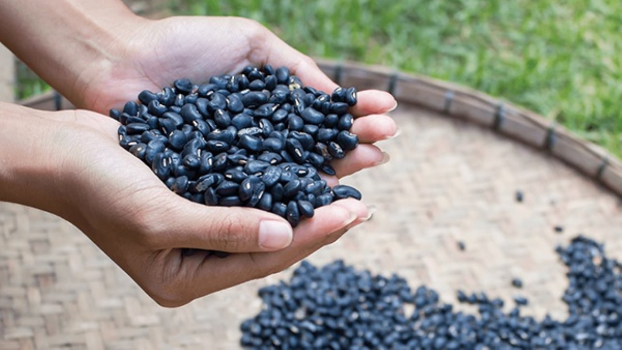 Đậu đen là thực phẩm rất tốt cho sức khỏe lẫn vóc dáng, làn da, đặc biệt trong thời tiết nóng bức như hiện nay.    