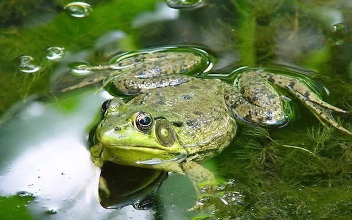 Cụ bà nuốt liền 8 con ếch sống để chữa đau lưng. Ảnh minh họa