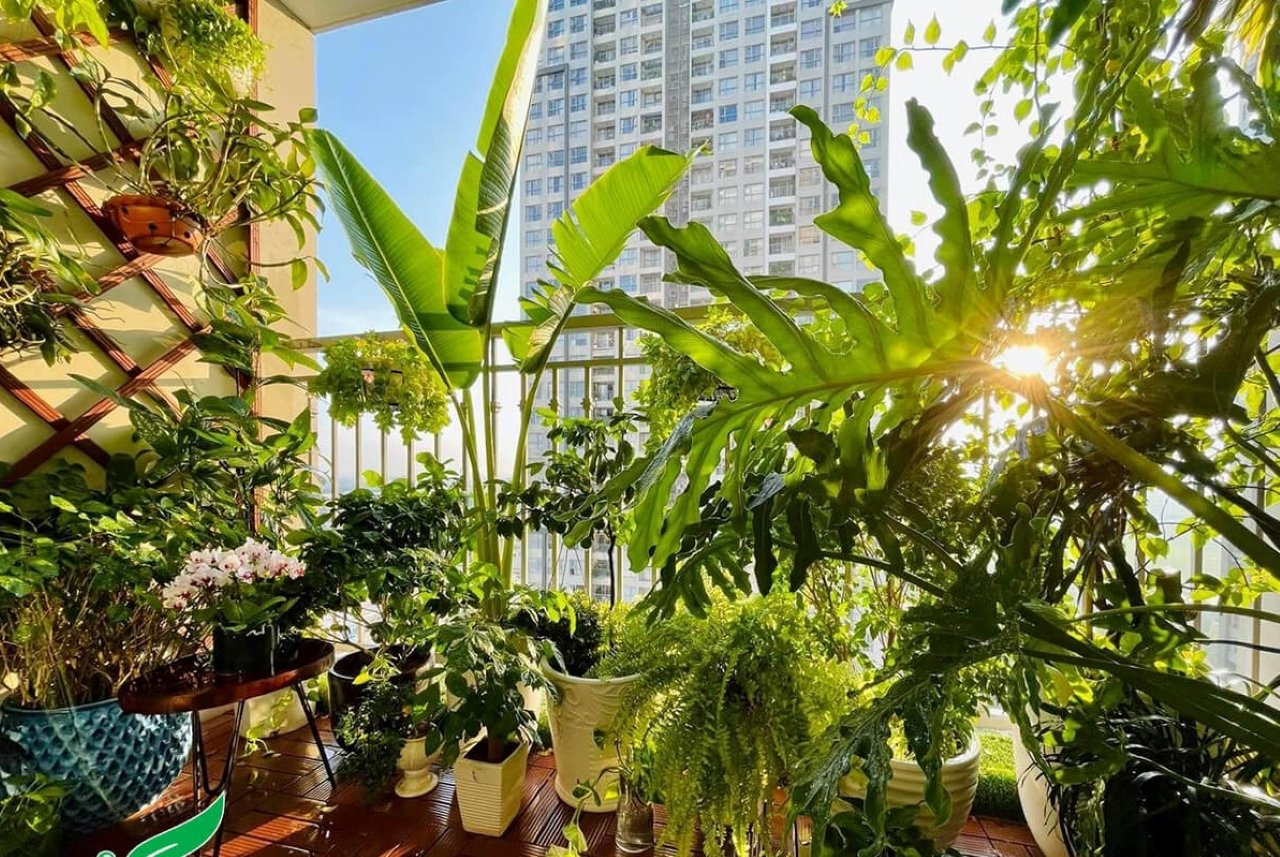 Cây xanh lớn sẽ che chắn hết toàn bộ ánh sáng mặt trời chiếu vào nhà khiến ngôi nhà trở nên âm u, thiếu dương khí, phá hoại phong thủy và đặc biệt là làm tài vận sa sút. (Ảnh minh họa)