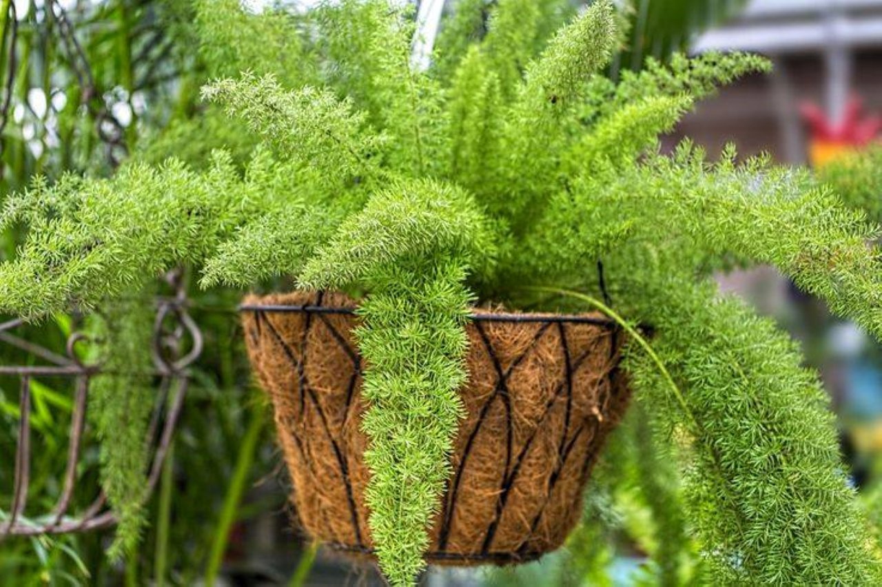 Cây dương thu hút vượng khí, dẫn tài lộc