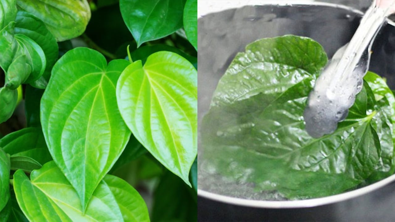Lá Trầu Không có 5 công dụng chữa bệnh vô cùng hữu ích này