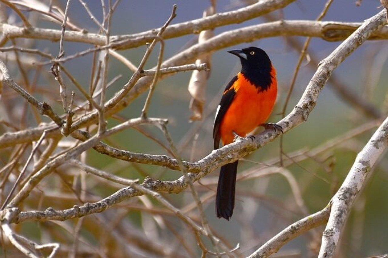 Phụ nữ sinh vào tháng 3 âm lịch không những tài năng xuất chúng mà còn mang lại may mắn cho người khác. (Ảnh minh họa)