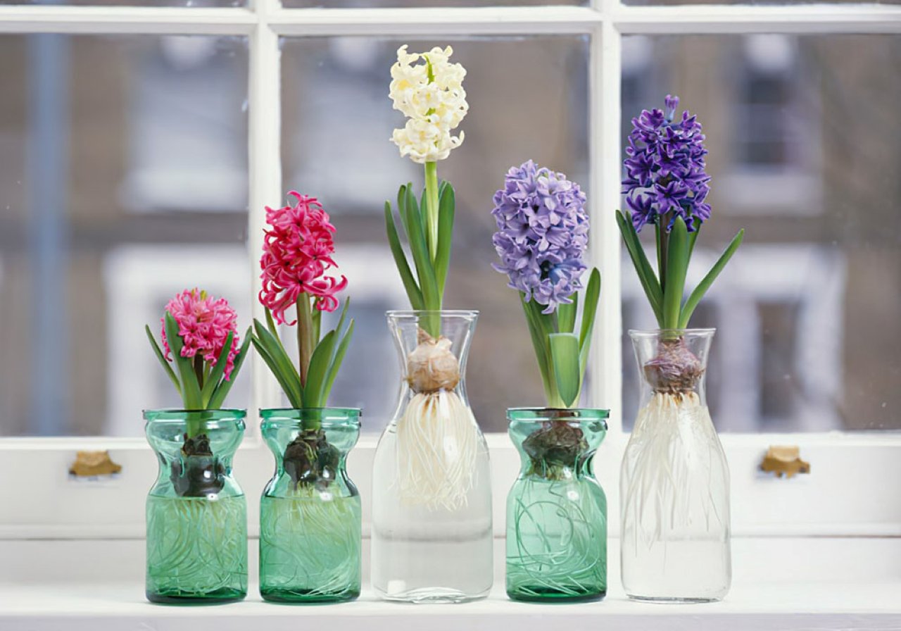 Top 3 Loài Hoa Phá Vỡ Phong Thủy Không Nên Đặt Trong Nhà, Chúng Chỉ Mang Xui Xẻo Đến Nhà Cây Dạ Lan Hương - Hoa Có Mùi Thơm Kích Thích, Gây Nguy Hiểm Cho Người Mắc Bệnh Huyết Áp Và Tim Mạch.