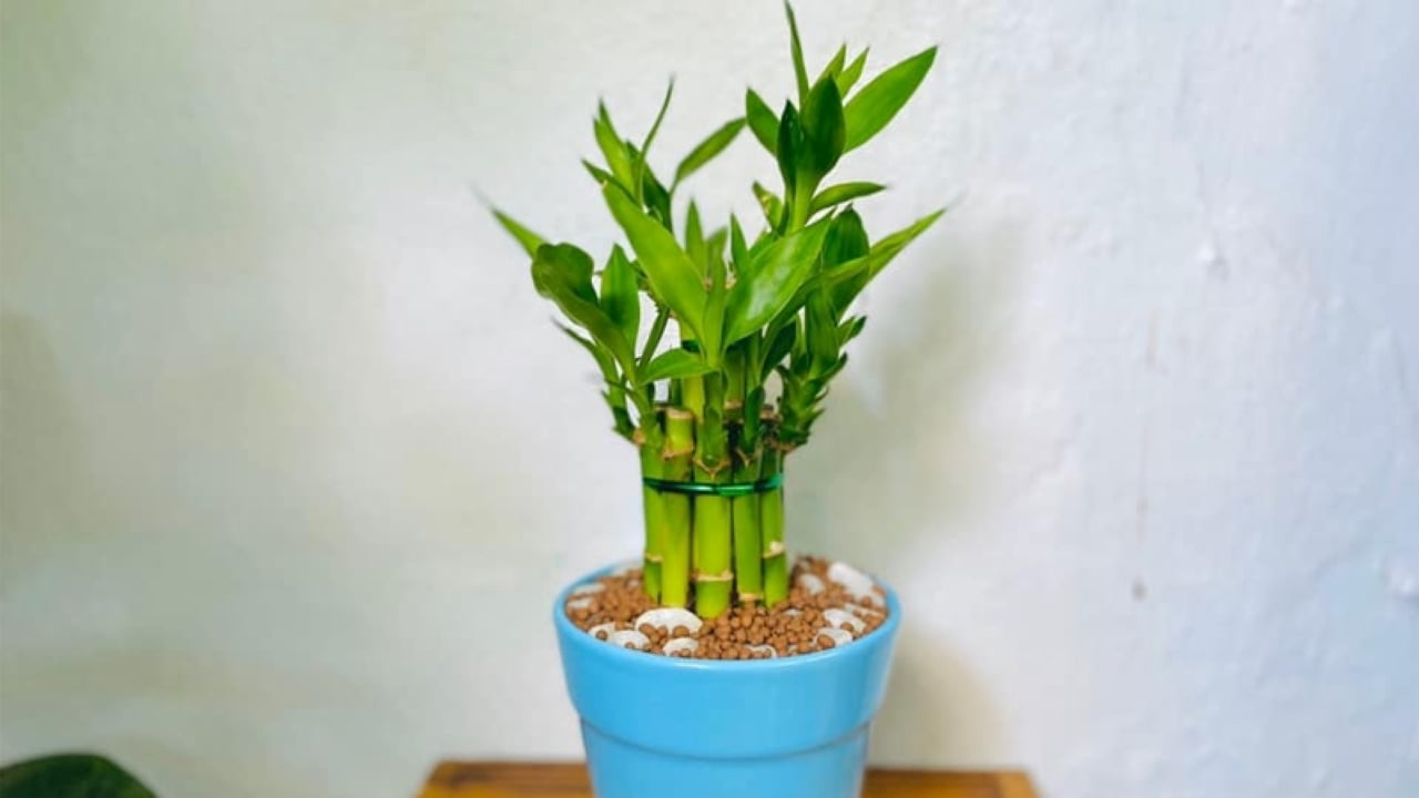 Cây trúc phát tài chỉ nghe tên gọi thấy có ý nghĩa phú quý, giàu sang, may mắn.