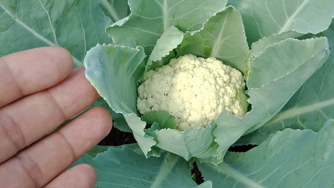 Súp lơ được coi là đặc sản mùa đông do khá dễ dàng để chăm sóc.