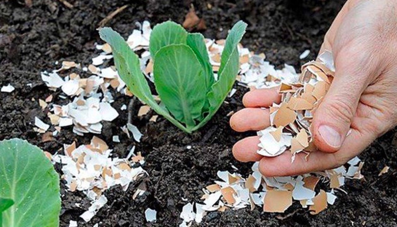 Vỏ trứng làm phân bón cũng cấp rất nhiều dưỡng tốt cho cây trồng.