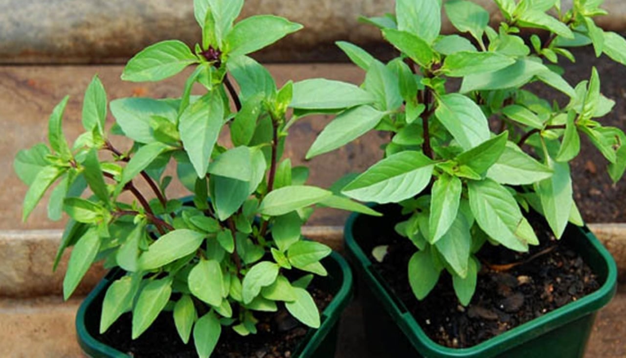 Ăn húng quế giúp tăng cường sức đề kháng, làm dịu các triệu chứng hô hấp khó chịu như giảm ho, làm ấm cổ họng và hỗ trợ đẩy lùi cảm lạnh