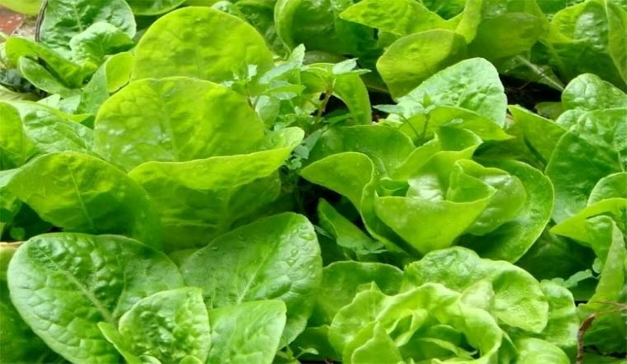 Trồng tau xà lách từ tháng 8 đến tháng 4 năm sau, rau lên tốt, cho năng suất vào và ngon hơn.