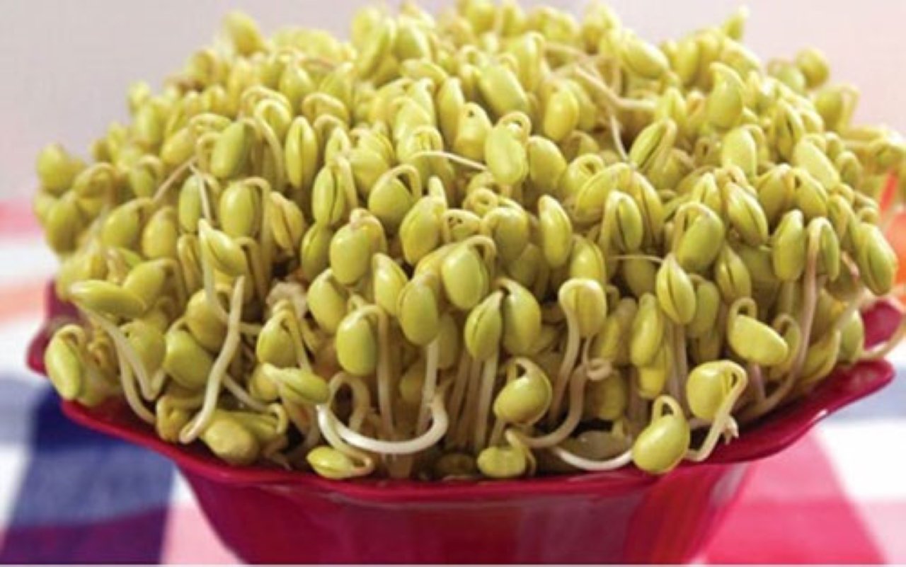 Giá đậu tương có thể thu hoach để ăn