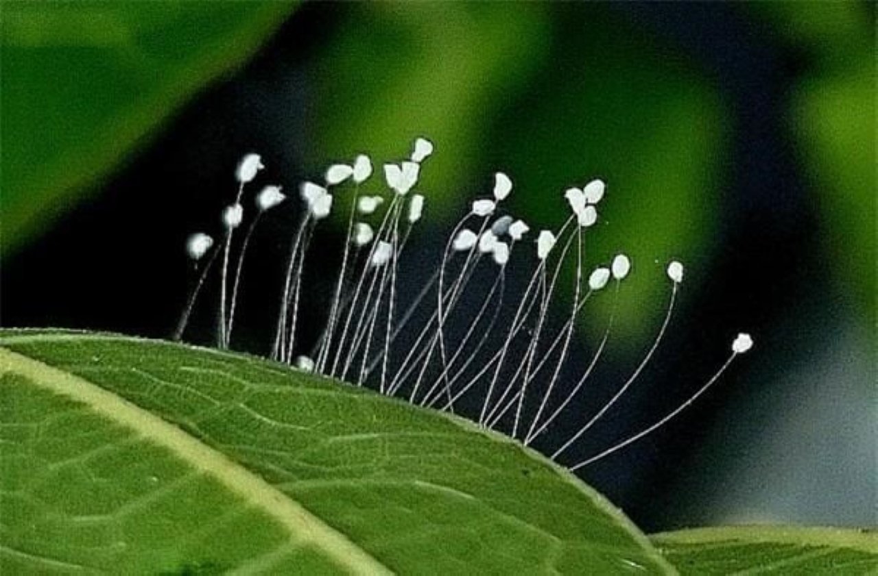 Hoa Ưu Đàm trong Phật giáo nó được ví như điềm lành