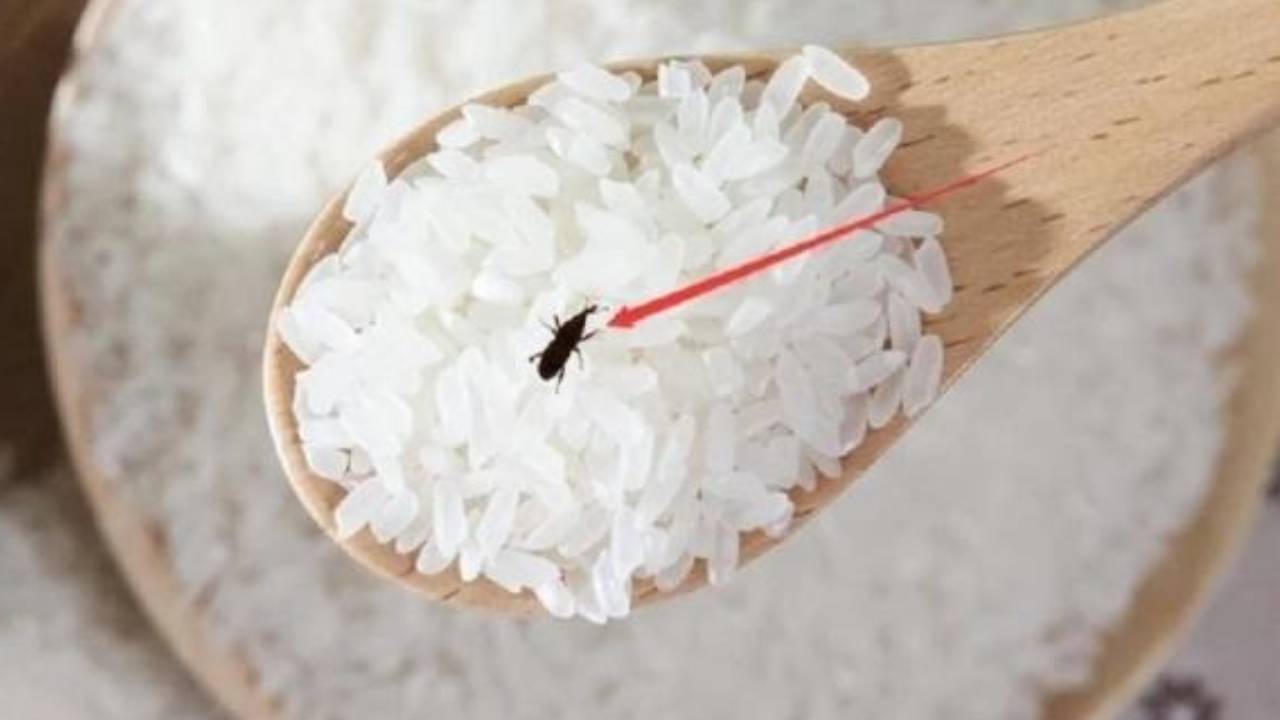 Cho thứ này vào thùng gạo, để cả năm mối mọt không dám “bén mảng”: Mẹo dân  gian đơn giản, hiệu quả bất ngờ