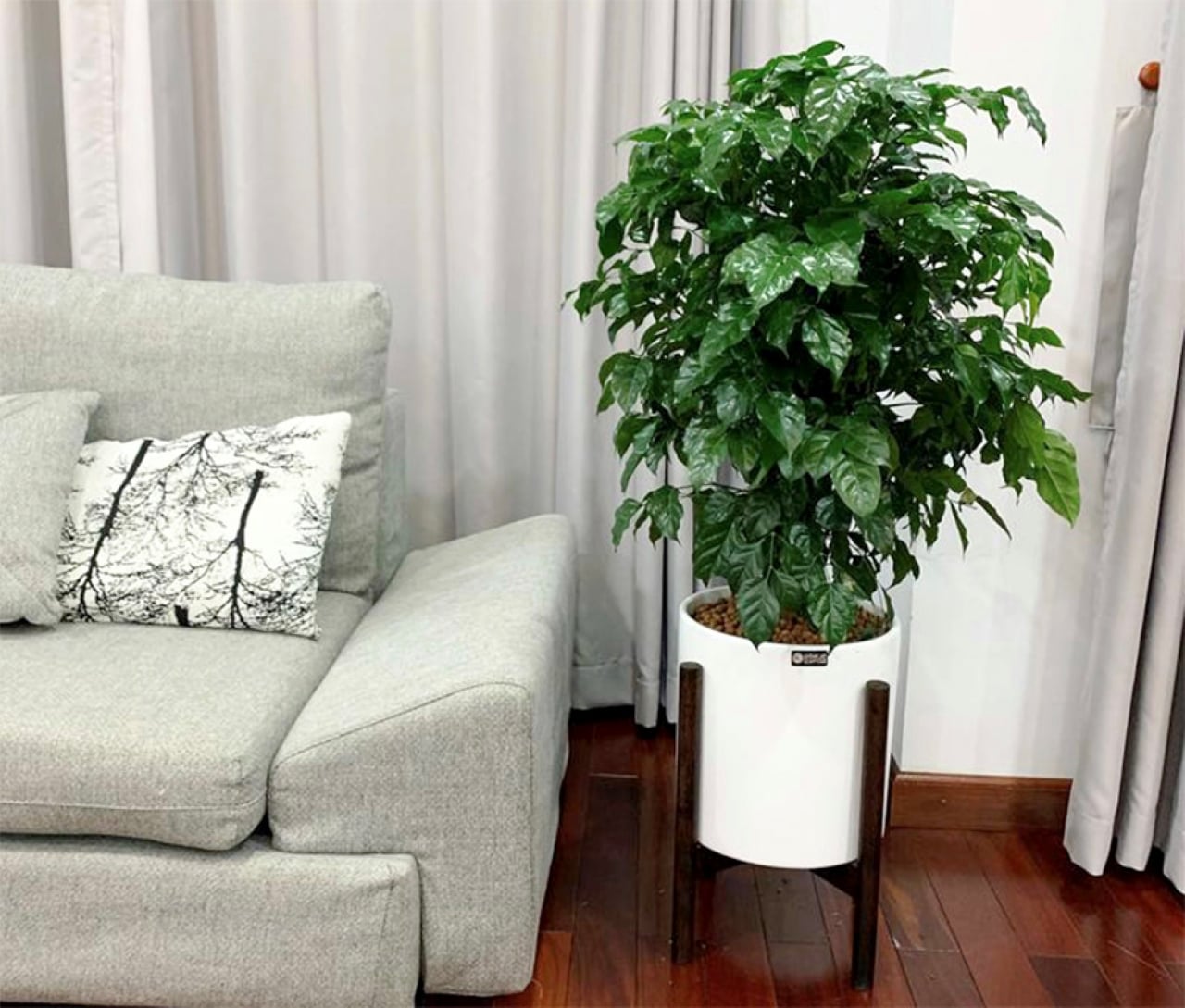 3 Cây Cảnh Phong Thủy Mang Lại Hạnh Phúc, May Mắn Và Thịnh Vượng Lâu Dài Nhìn Những Cành Lá Xanh Tươi Của Cây Cảnh Hạnh Phúc Mang Lại Sức Sống Cho Ngôi Nhà; Có Lẽ Vì Vậy Mà Người Xưa Thường Gọi Cây Cảnh Này Là