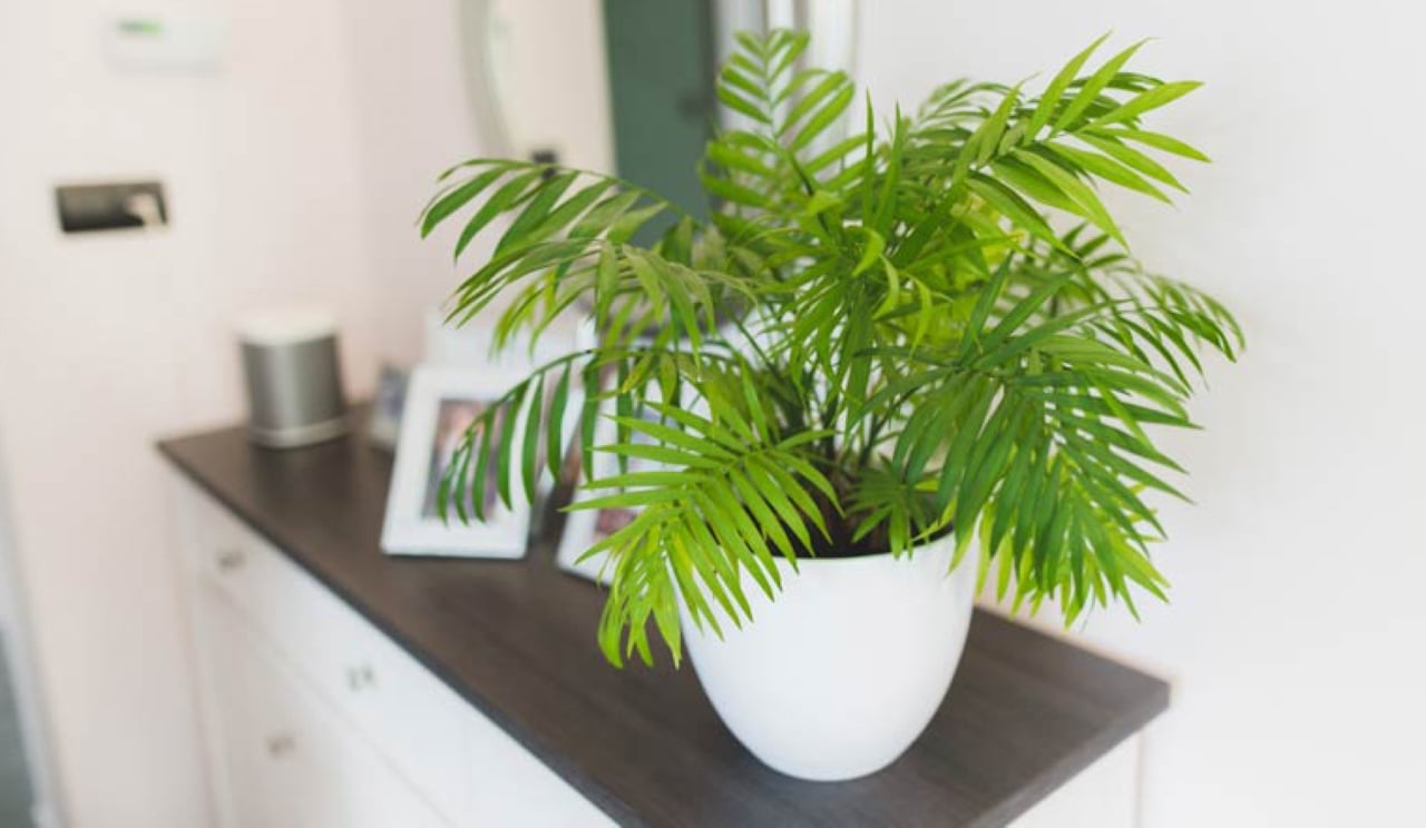 Cây cau tiểu trâm thường được trồng trong chậu nhỏ để bàn, ít rụng lá, thích hợp với văn phòng hoặc phòng ngủ có điều hòa.