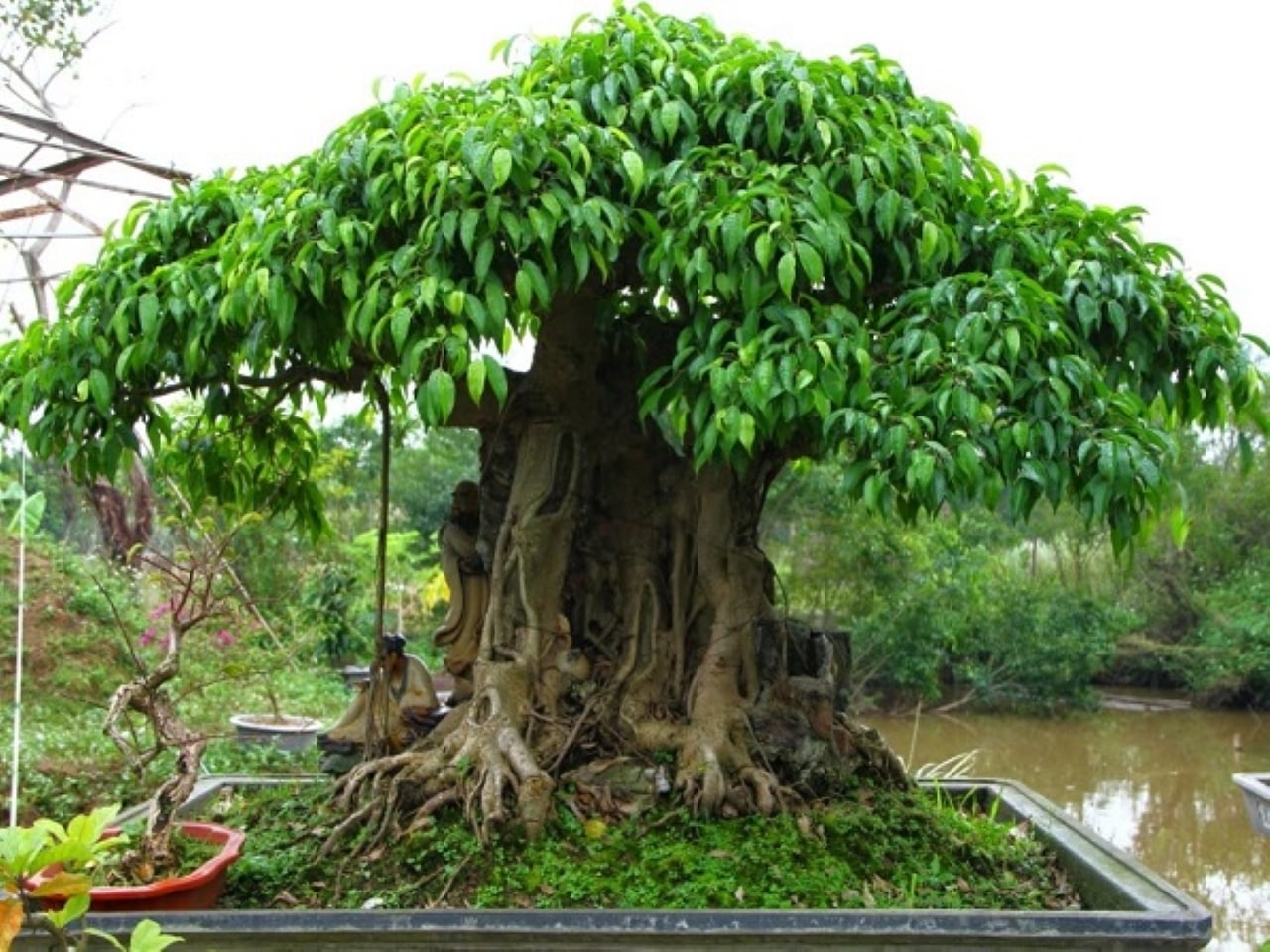 3 Loại Cây Tránh Đặt Ở Lối Vào, Để Ngôi Nhà Hài Hòa Và Mang Năng Lượng Sống Tích Cực Cây Sanh Tượng Trưng Cho Sự Bất Ổn Và Thiếu Nhất Quán, Thế Nên Tránh Trồng Ở Lối Vào.