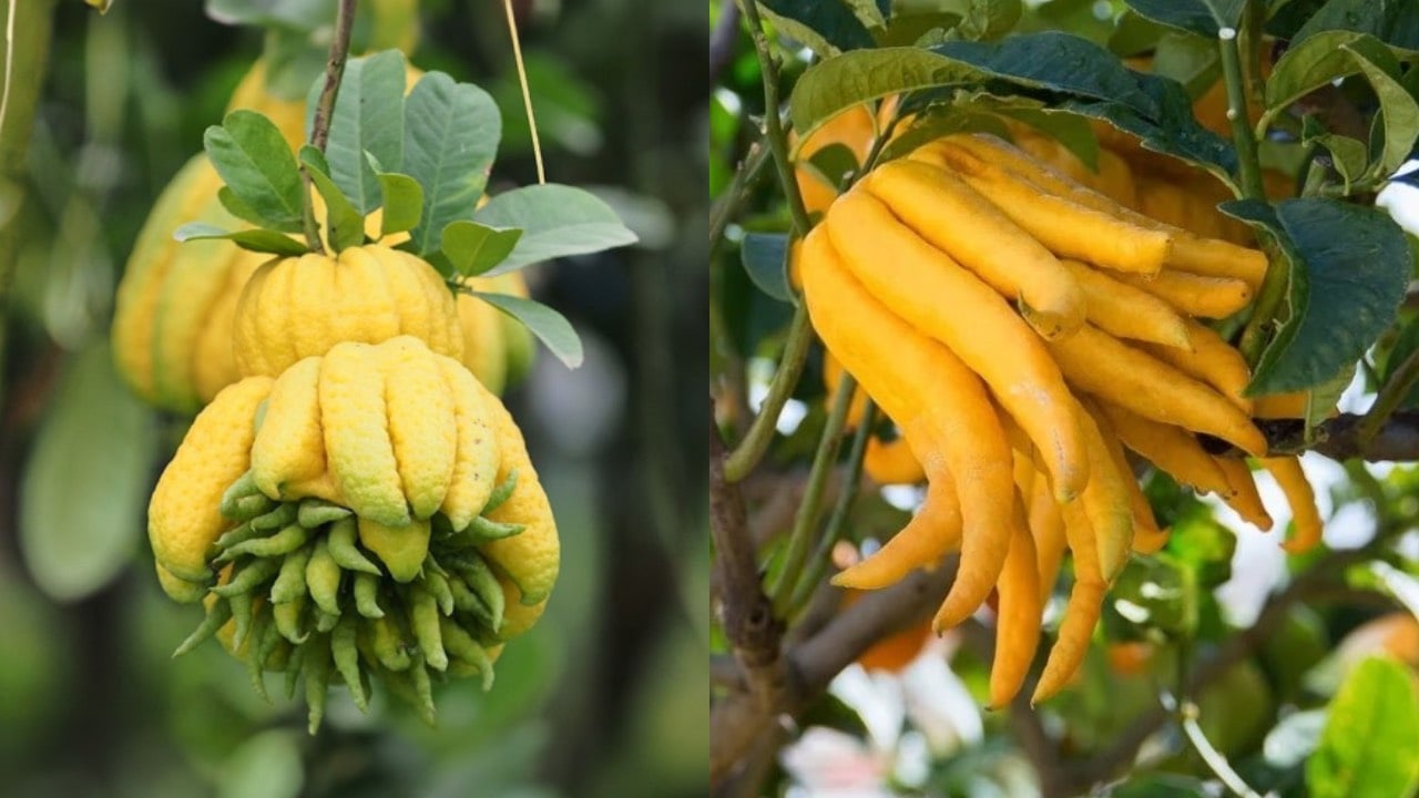 Người Mệnh Này Tết 2026 Nên Bày Cây Phật Thủ Trong Nhà, Năm Mới Cầu Gì Được Nấy, Tài Lộc Vô Biên Cây Phật Thủ Có Ý Nghĩa Tốt Trong Phong Thủy, Là Một Loại Cây Cảnh Thích Hợp Để Bày Trong Nhà Vào Dịp Tết.