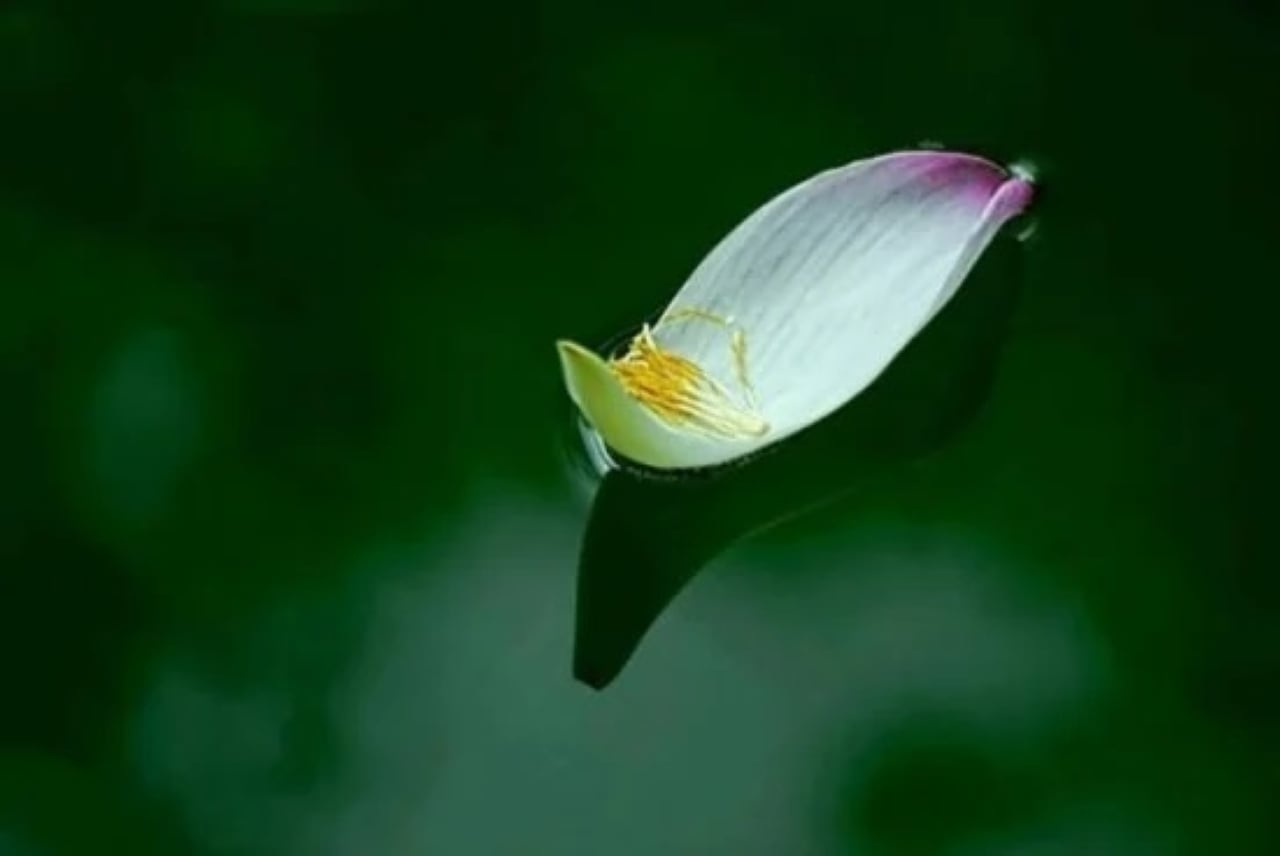 Phật nói, với người không có duyên, dù bạn nói bao nhiêu lời cũng là thừa; còn như đã hữu duyên thì chỉ cần xuất hiện, bạn cũng có thể đánh thức mọi giác quan của họ. (Ảnh minh họa)