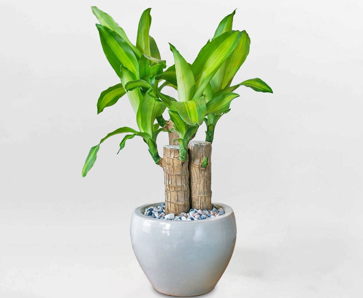 Một chậu phát tài nhỏ xinh với chậu gốm Nhật hoặc chậu mây tối giản là đủ nâng tầm cả không gian sống. (Ảnh minh họa)